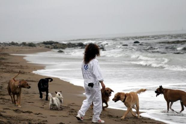 пляж, питер, собака