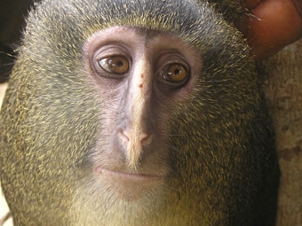 конго, обезьяна, новый вид