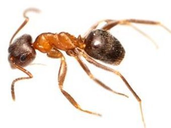 Новый вид, муравей, открытие