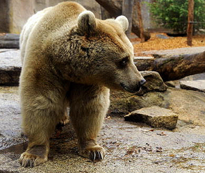 медведь, происшествие, засуха