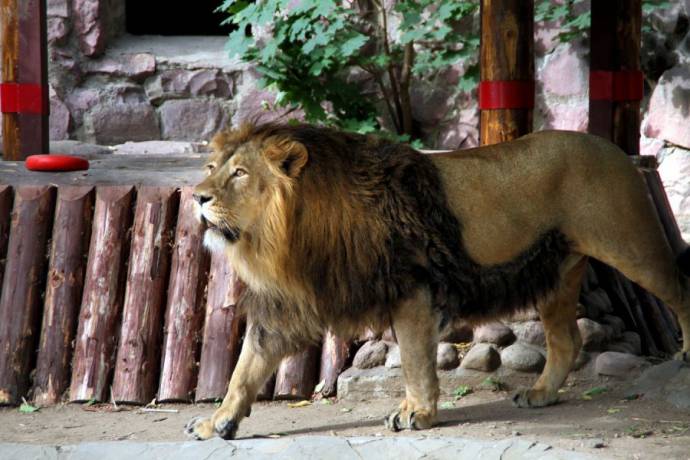 лев, зоопарк