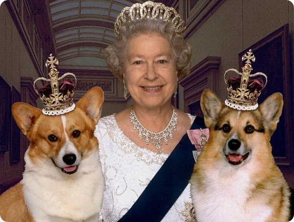 королева, собаки