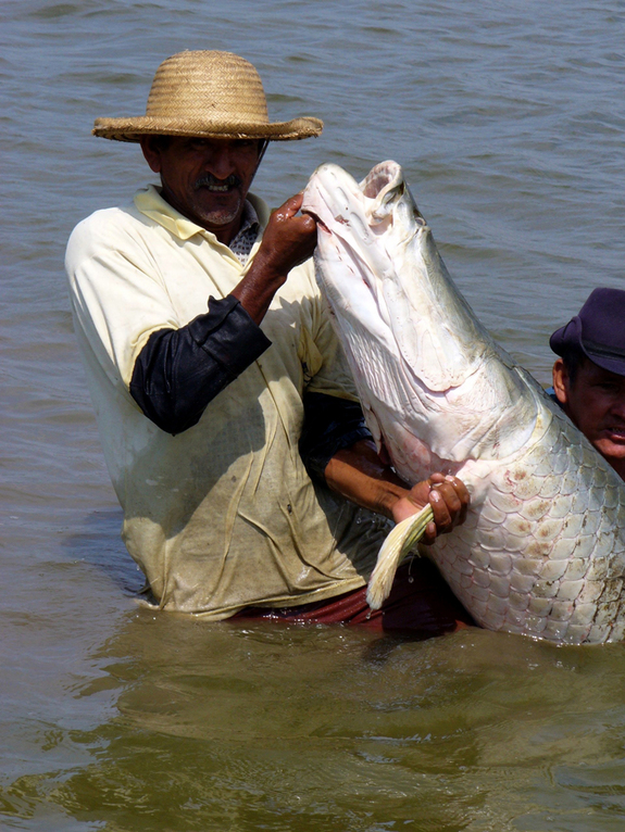Самая крупная пресноводная рыба в Южной Америке