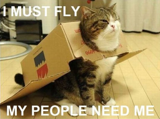 Кошки самолеты