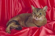 Абиссинская короткошерстная кошка (