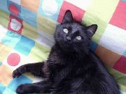 Бразильская короткошерстная кошка (
