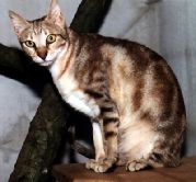 Соукок (Кенийская лесная кошка) (SO