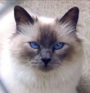 Балинезийская кошка (Балинез) (BAL)