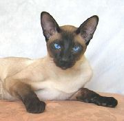 Сиамская короткошерстная кошка (SIA