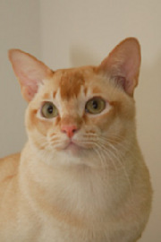 Бурмезская кошка (Бурма) (BUR)