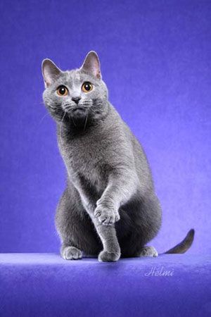 Шартрез (Картезианская кошка) (CHA)