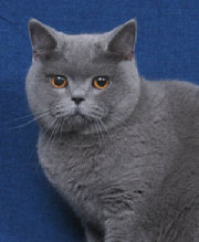 Британская короткошерстная кошка (B