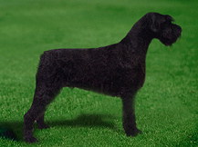 Ризеншнауцер (Германия)