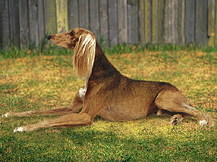 Салюки (Ближний Восток - F.C.I.)