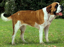 Сенбернар / Бернардинер (Швейцария)