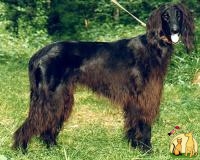 Тайган \ Киргизская Борзая (Киргизи