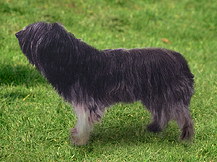 Польская Низинная Овчарка (Польша)