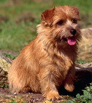 Норфолк Терьер (Великобритания)