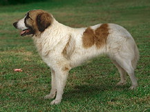 Пиренейский Мастиф (Испания)