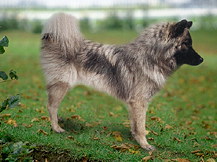 Ойразиер (Германия)