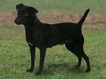 Паттердейл Терьер (Великобритания)