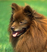 Средний Шпиц (Германия)