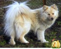 Ненецкая Оленегонная Лайка (Россия)