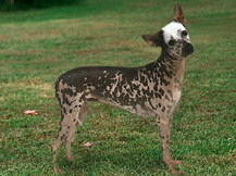 Перуанская голая собака (Перу)