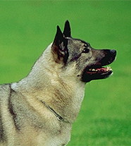 Норск Элгхунд Гра (серый)