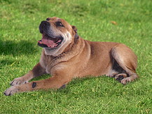 Перро Дого Мальоркин / Ка Де Бо