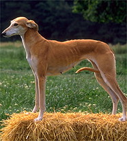Левретка \ Малая Итальянская Борзая