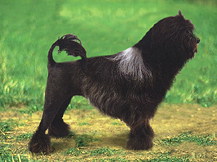 Петит Шьен Лион \ Малая львиная соб