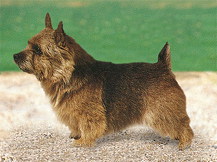 Норвич Терьер (Великобритания)