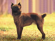 Петит Брабансон (Бельгия)