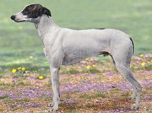 Мадьяр Агар \ Венгерская борзая (Ве