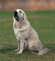 Польская Подгалянская Овчарка (Поль