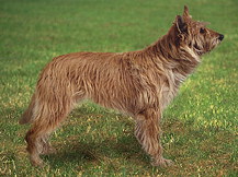 Пикардийская Овчарка (Франция)