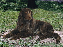 Понт-Одемерский Спаниель (Франция)