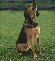 Польский Огар (Польша)