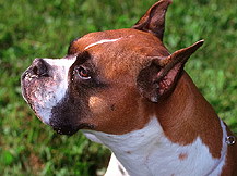 Немецкий боксер (Германия)