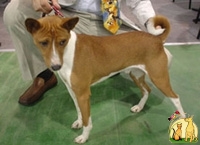 Пастушья Собака Бедуинов (Саудовска