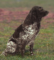 Немецкий Спаниель \ Немецкая перепе