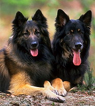 Немецкая Овчарка (Германия)