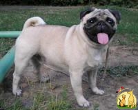 Мопс (Великобритания)