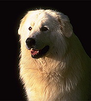 Мареммано-Абруцценская Овчарка