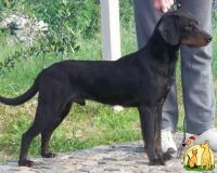 Планинский Гонич \ Черногорский Пла