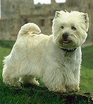 Вест Хайленд Вайт Терьер