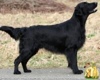 Гладкошерстный Ретривер