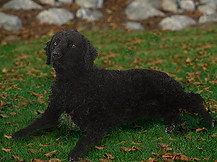 Веттерхун \ Голландский Водяной Спа