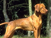 Венгерская Короткошерстная Легавая